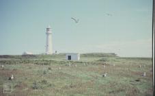 Flat Holm: Landscape & Rumex acetosa