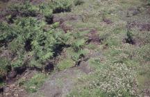 Flat Holm: Plant/tree & Bracken