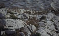 Flat Holm: Plant/tree & greater black-backed