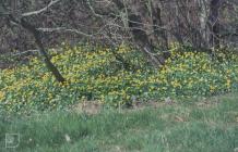 Llanishen Brook, Three Arches: Plant/tree