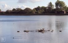 Lisvane Reservoir: Bird & Water