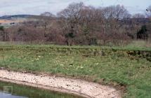 Lisvane Reservoir: Landscape & Plant/tree