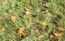 Llanishen Reservoir: Fungi & Autumnal hawkbit