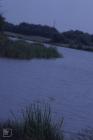 Hendre Lake: Plant/tree & Landscape