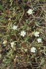 Three Cliffs, Gower: Plant/tree