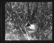 Coot on nest