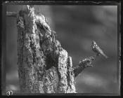 Crested tit on dead branch