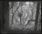 Kite at nest in tree