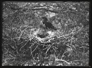 Carrion Crow at nest