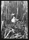 Gr Creasted Grebe on nest