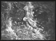 Young Buzzard on nest