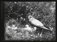 Merlin at nest with young 