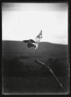 Kestrel in flight