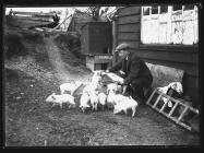 Man with piglets