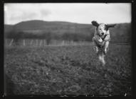 Dog jumping fence