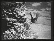 Raven flying from Cliff nest