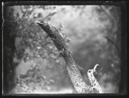 L.S. Woodpecker on tree trunk