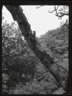 Great Spotted Woodpecker in tree trunk