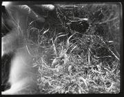 Young Cuckoo ejecting eggs