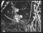 Wood Pigeon at nest with young