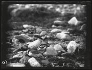 Pair of Ringed Plovers near eggs