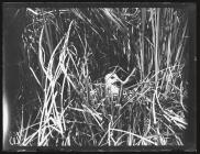 Little Crake Sitting