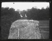 Storks at rest on Hay stack