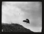 Stork landing at nest