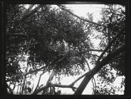 Squacco Heron in tree 