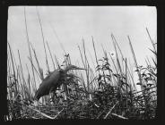 Purple Heron at nest