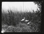 Spoonbills at nesting site