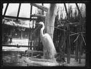 Great White Heron in zoo