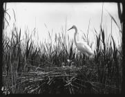 Great White Heron at nest with young