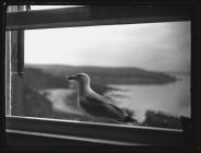 Herring Gull on window ledge