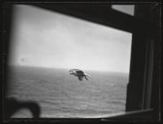 Herring Gull flying past window