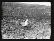 Common Gull standing by nest among stones