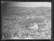 Great Skua on nest