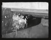 Swallow at nest with young