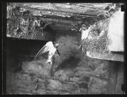 Swallows at nest with young