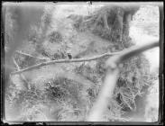 Kingfisher on branch of tree with fish