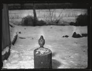 Song Thrush at bird table