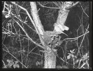 Chaffinch at nest