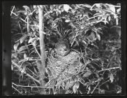 Linnet at nest