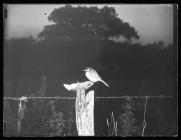 Great Tit on fence post