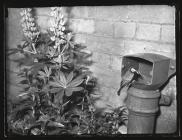 Great Tit at nest in drain pipe