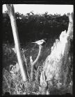 Marsh Tit on tree stump