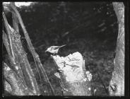 Willow Tit on tree stump