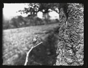 Redstart on tree