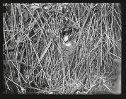 Sedge Warbler at nest