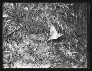 Wood Warbler flying from nest